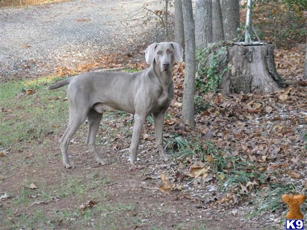 Weimaraner Puppies